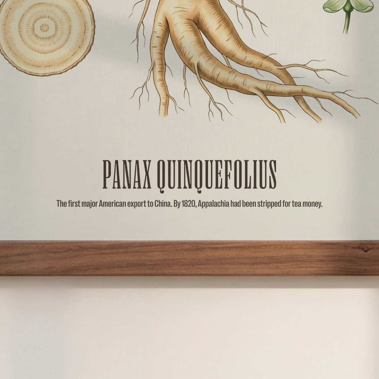 American Ginseng