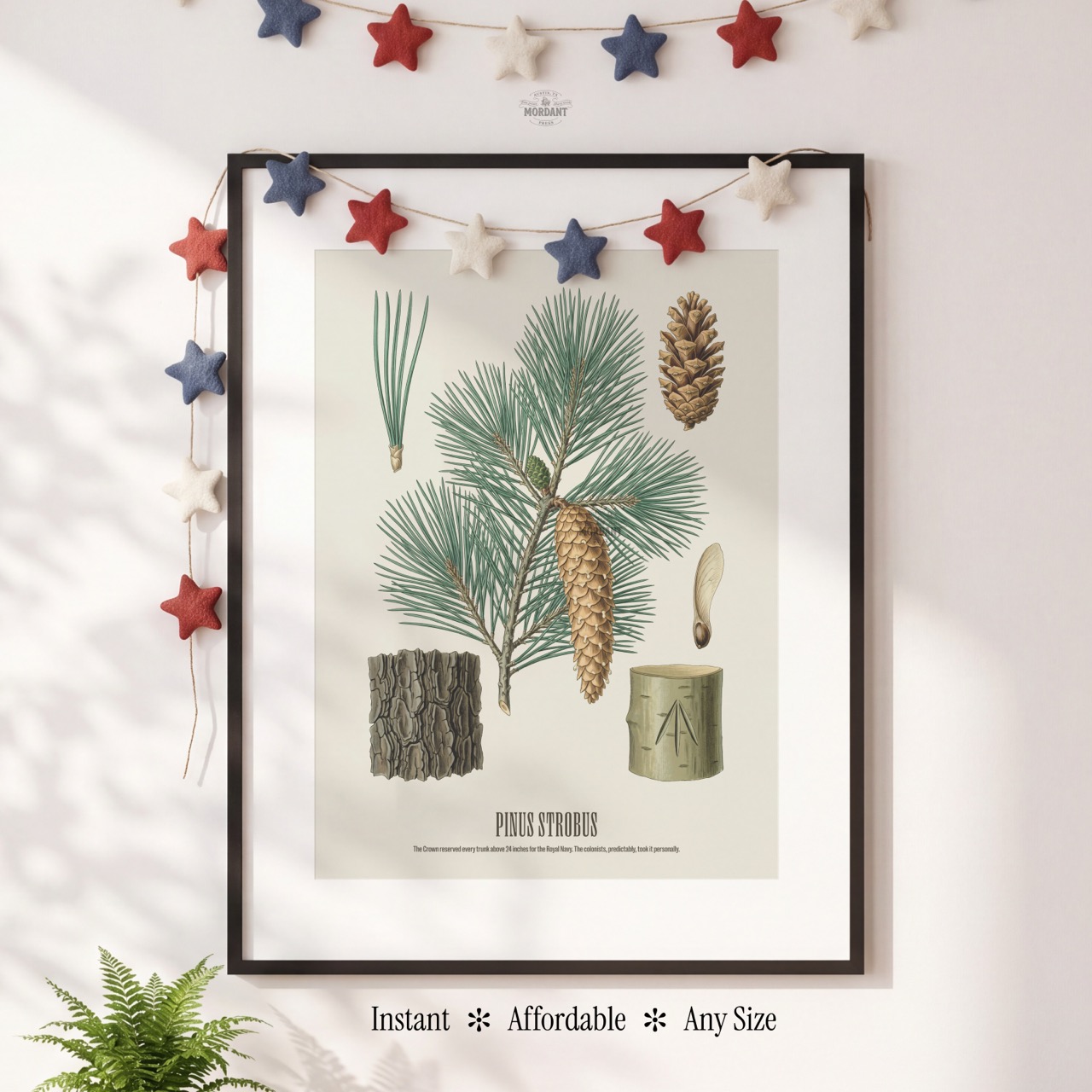 Eastern White Pine print framed on a wall
