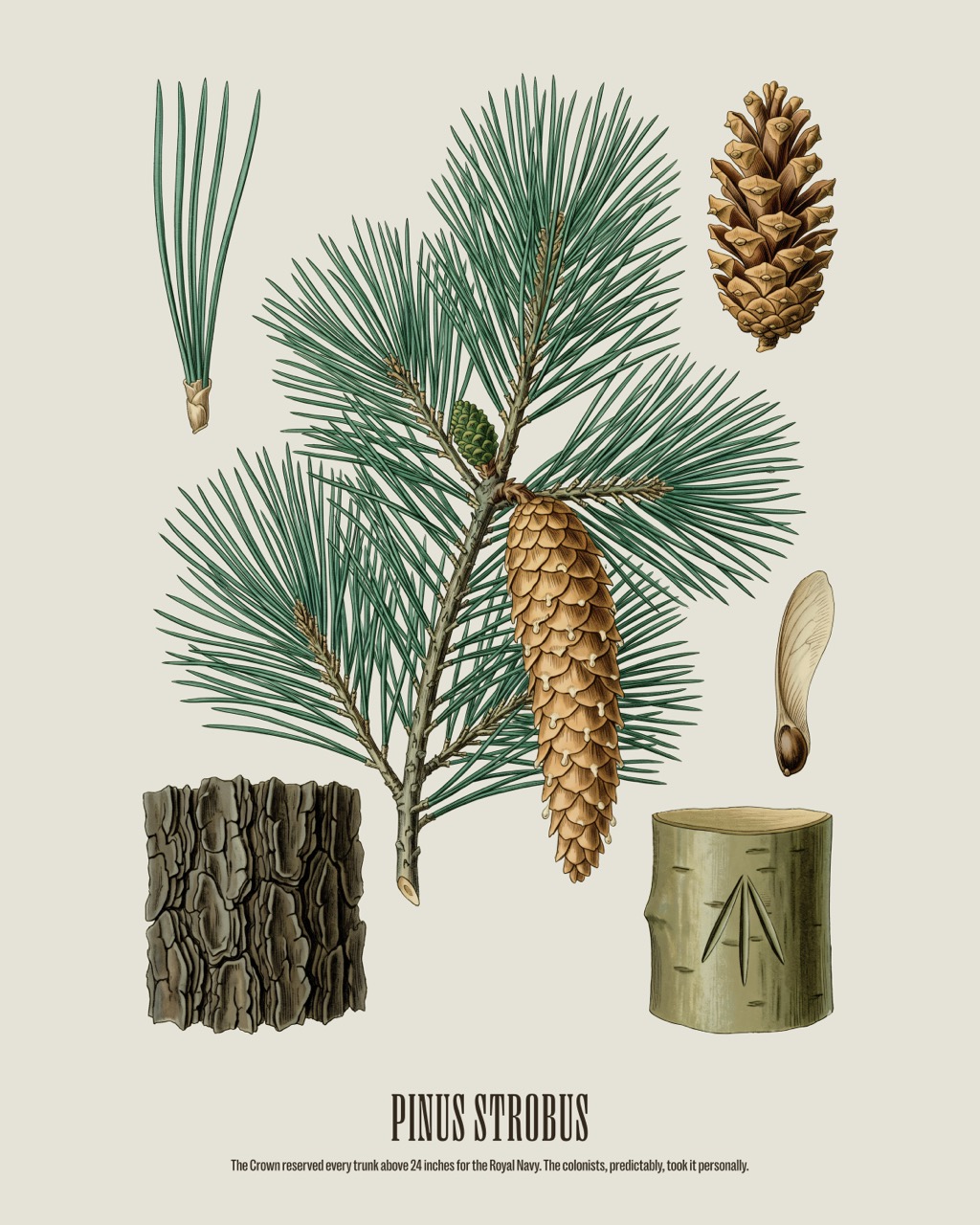 Eastern White Pine — Pinus strobus, antique natural history print
