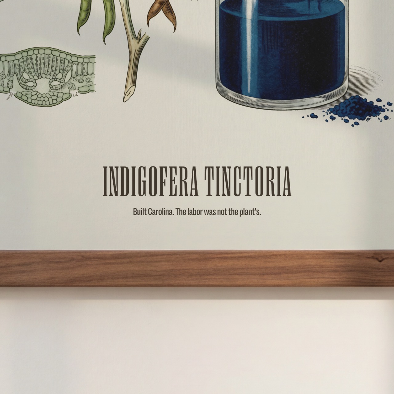 Indigo