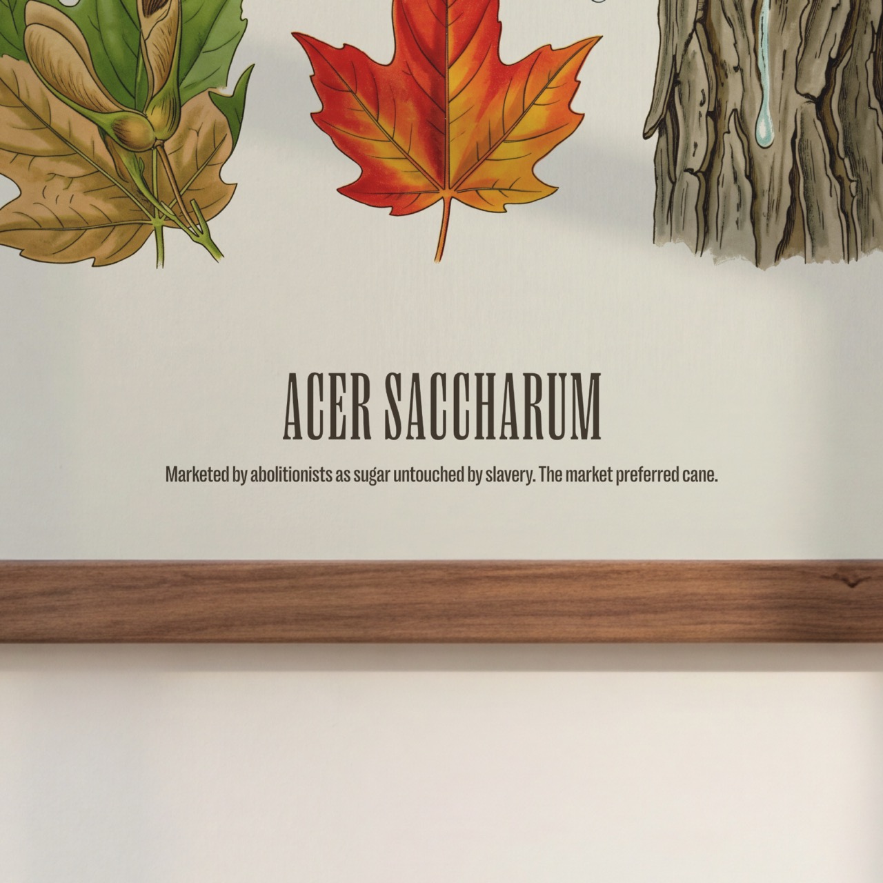 Sugar Maple