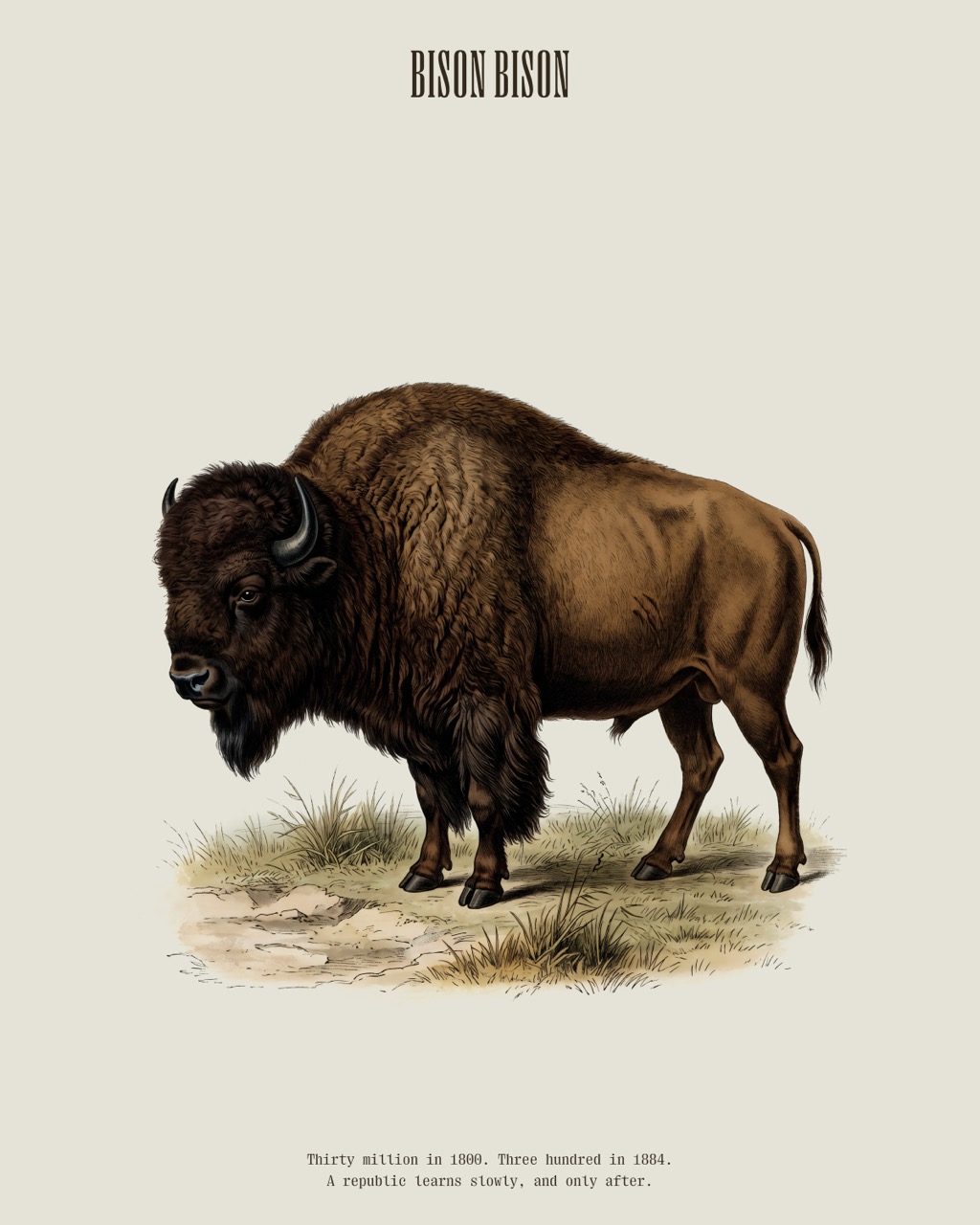 American Bison — Bison bison, antique natural history print