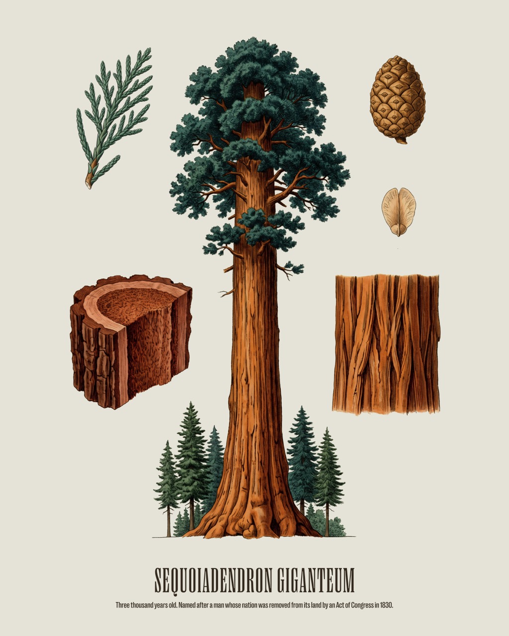 Giant Sequoia — Sequoiadendron giganteum, antique natural history print