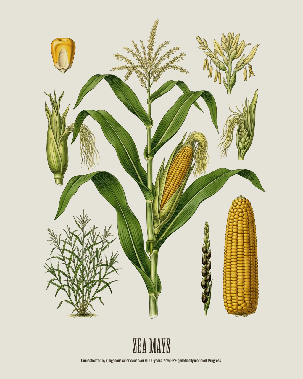Maize — Zea mays, antique natural history print