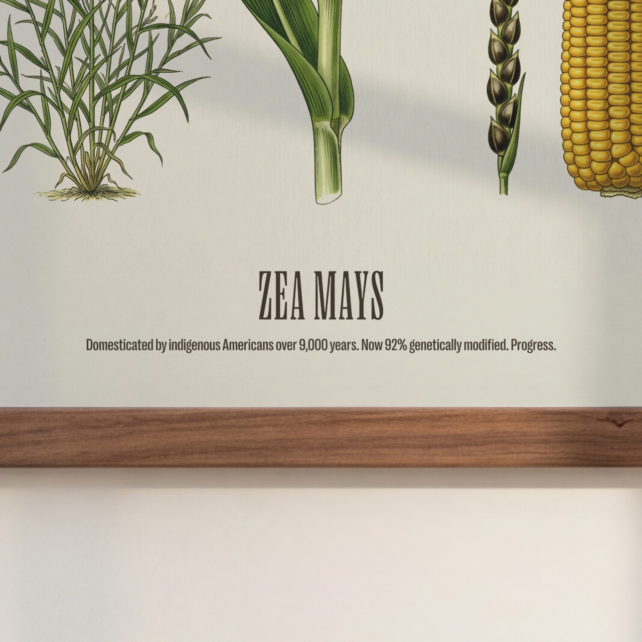 Maize
